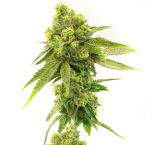 Indica Feminized Mix Pack