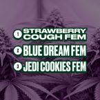 Mood & Energy Feminized Mix Pack