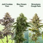 Mood & Energy Feminized Mix Pack