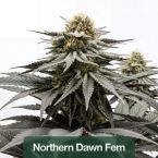 High THC Seeds Mix Pack