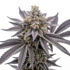 Orange Glaze Feminized