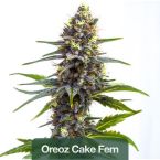 Wellness Feminized Mix Pack