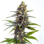 Wellness Feminized Mix Pack