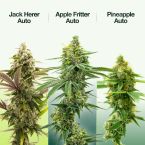 Outdoor Auto Seeds Mix Pack
