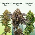 Outdoor Seeds Mix Pack