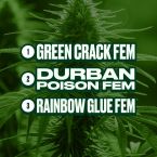 Outdoor Feminized Mix Pack
