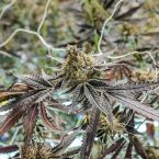 Pablo's Pineapple Cannabis Clones