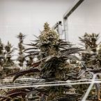 Pablo's Pineapple Cannabis Clones