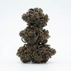 Permanent Marker Feminized