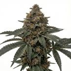 Permanent Marker Feminized