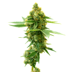 Outdoor Autoflower Mix Pack