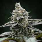 GG4 + Plasma Fruit + Tropic Thunder Funk Clone Bundle