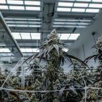 Plasma Fruit Cannabis Clones