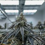 Plasma Fruit Cannabis Clones