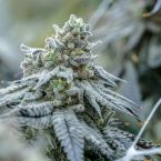 Plasma Fruit Cannabis Clones