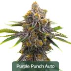 2026 Bestselling Indica Auto Collection