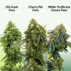 Relax & Unwind Feminized Mix Pack