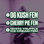 Relax & Unwind Feminized Mix Pack