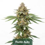 2026 Bestselling Hybrid Auto Collection