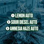 2026 Bestselling Sativa Auto Collection