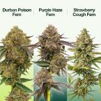 Sativa Feminized Mix Pack