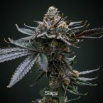 Slapz + Bananaconda Clone Bundle