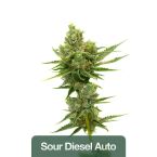 Sativa Auto Seeds Mix Pack