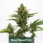 2026 Bestselling Sativa Fem Collection