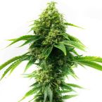2026 Bestselling Sativa Fem Collection