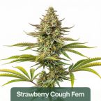 Sativa Feminized Mix Pack