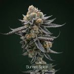 Sunset Spice + Gastronaut + Cherry Apples Clone Bundle