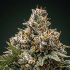 Black Baccara + Sunset Spice Clone Bundle