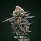 Endless Glue + Black Bacarra + Sunset Spice Clone Bundle