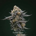 Black Baccara + Sunset Spice + Mimosa Clone Bundle