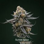 Slapz + Sunset Spice + Tropic Thunder Funk Clone Bundle