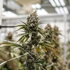 Super Boof Cannabis Clones