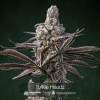 Tropic Thunder Funk + Toffee Headz Clone Bundle