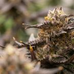 Toffee Headz Cannabis Clones