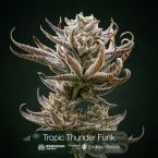 Tropic Thunder Funk + Toffee Headz + Hunter's Moon Clone Bundle