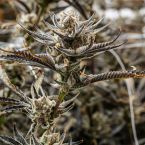 Tropic Thunder Funk Cannabis Clones