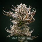GG4 + Plasma Fruit + Tropic Thunder Funk Clone Bundle