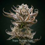 GG4 + Tropic Thunder Funk Clone Bundle