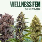 Wellness Feminized Mix Pack