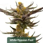 Fast Version Mix Pack