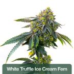 Relax & Unwind Feminized Mix Pack