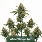 Beginner’s Auto Seeds Mix Pack