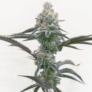 Animal Runtz Feminized Cannabis Seeds