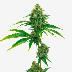 Mac 1 Feminized Cannabis Seeds