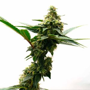 Death Star Feminized Cannabis Seeds