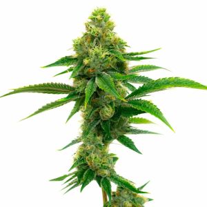 Tangie Autoflower Cannabis Seeds